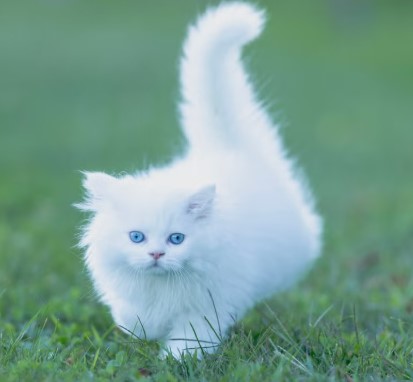 Being the Best At Everything